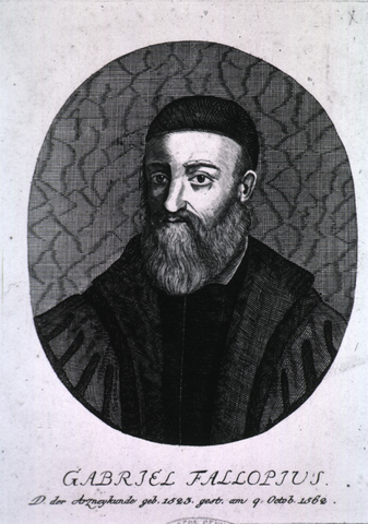 Gabriel Fallopius