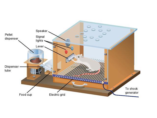 Masters in Psychology