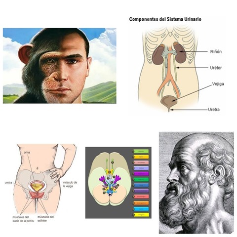 HIPÓCRATES DE COS (460-377 a.C)