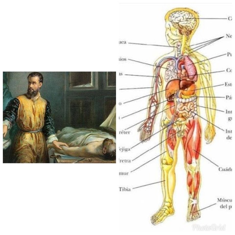 ANDREAS VESALIUS (1514-1564)