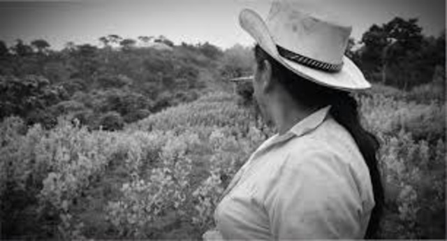 Cultivos de Coca en Colombia