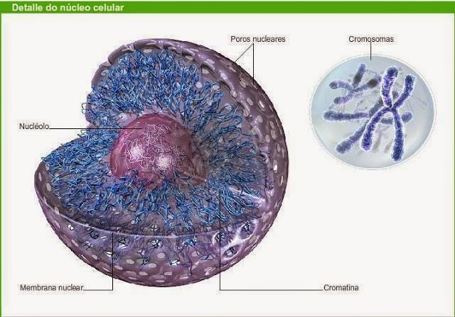 se estaban descubriendo los cromosomas y el núcleo