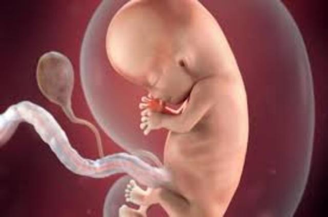 periodo fetal