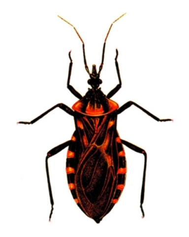 Doença de Chagas