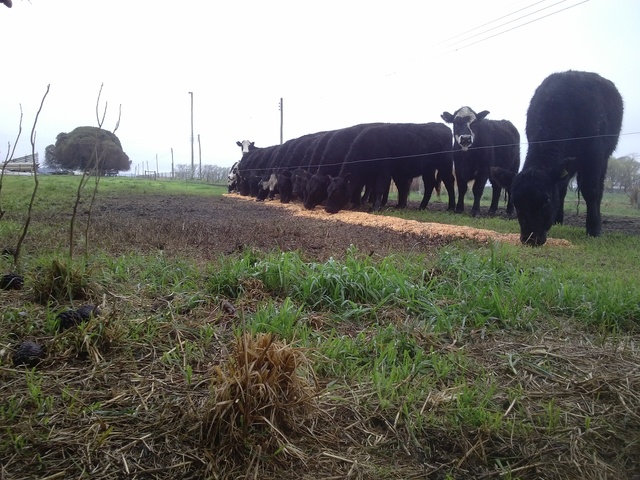PROGRAMAS DE CAPACITACIÓN A DISTANCIA CONVENCIONAL (Eyharabide)