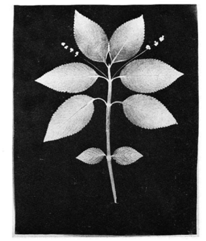 William Henry Fox Talbot. Ejemplar botánico, 1839. Dibujo fotogénico, sala de impresión, Universidad de Leiden países bajos.