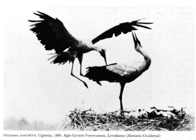 fotografió cigüeñas volando