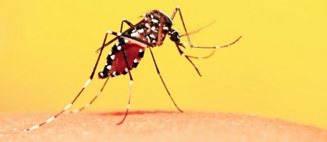 Erradicación de la fiebre amarilla en México.