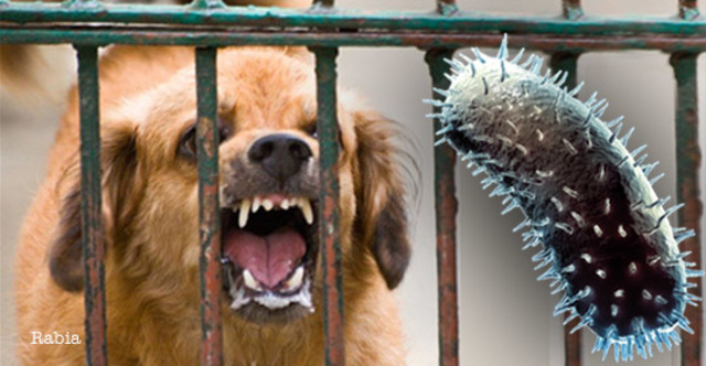 Últimos dos casos de defunciones por rabia en el Estado de México