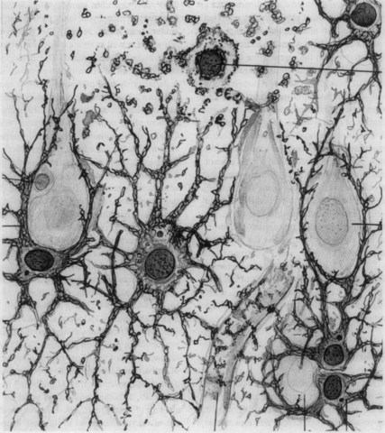 Ramon Y Cajal
