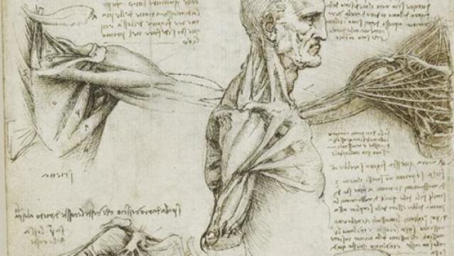 Da Vinci plasma la anatomía en dibujos.