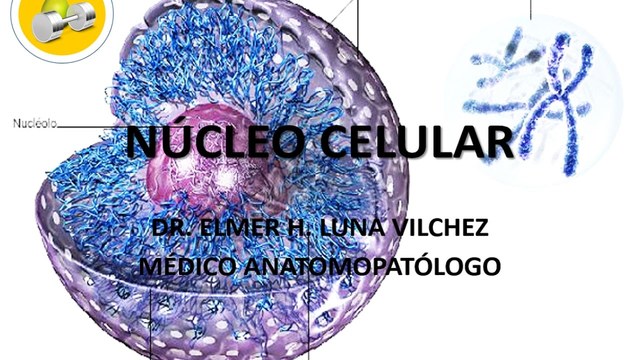 NUCLEO CELULAR