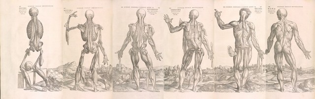 Andreas Vesalious