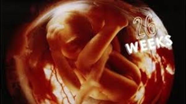 Semana 13-26 (30.5 cms. 817 gramos)