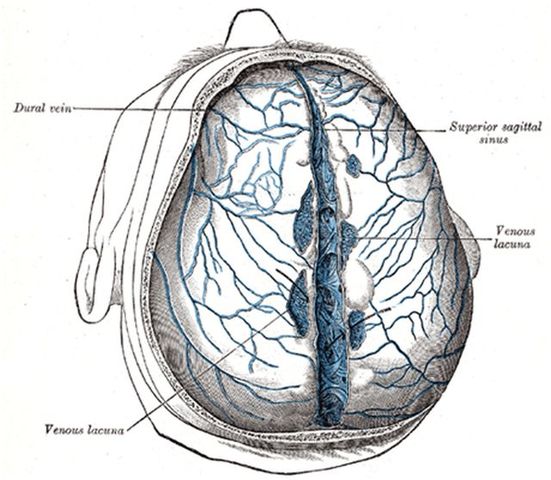 Herófilo de Calcedonia
