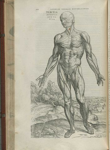 Andreas Vesalius