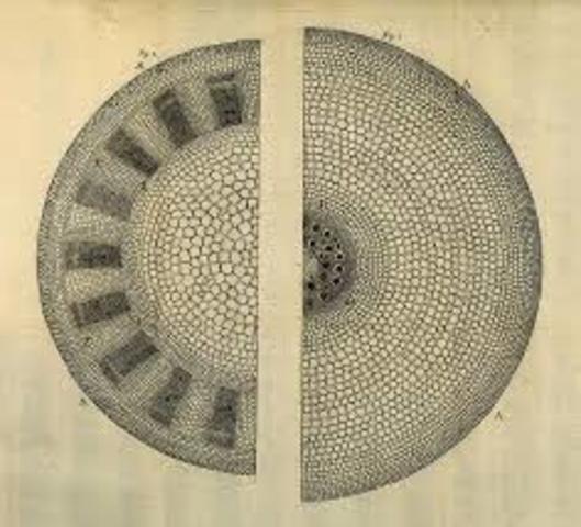 Nehemiah Grew descubre los vasos en los troncos llamándolos celulas
