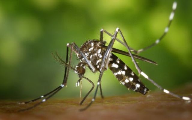 Fiebre Chikungunya