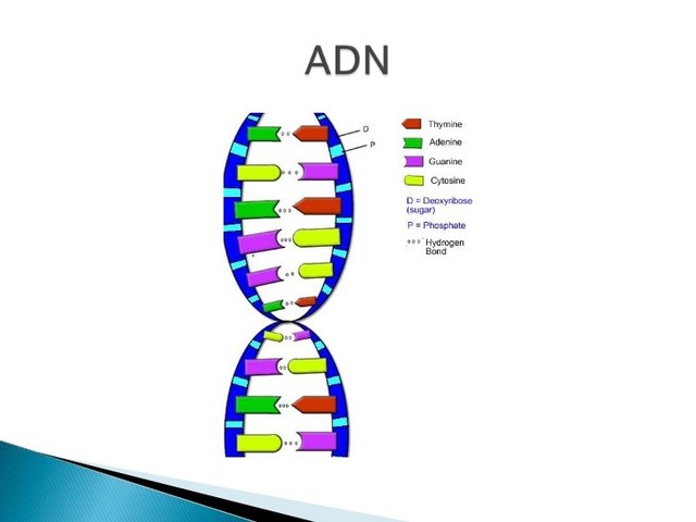 ADN