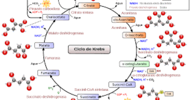 CICLO DE KREBS
