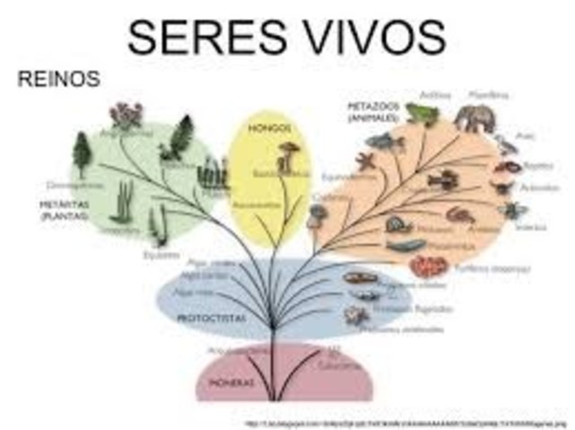CLASIFICACIÓN DE LOS SERES VIVOS EN REINOS