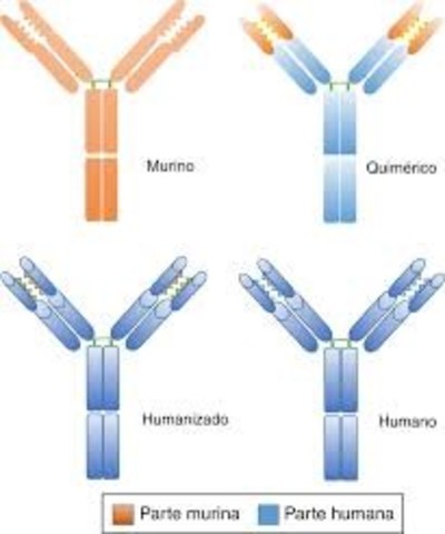 ANTICUERPO MONOCLONAL