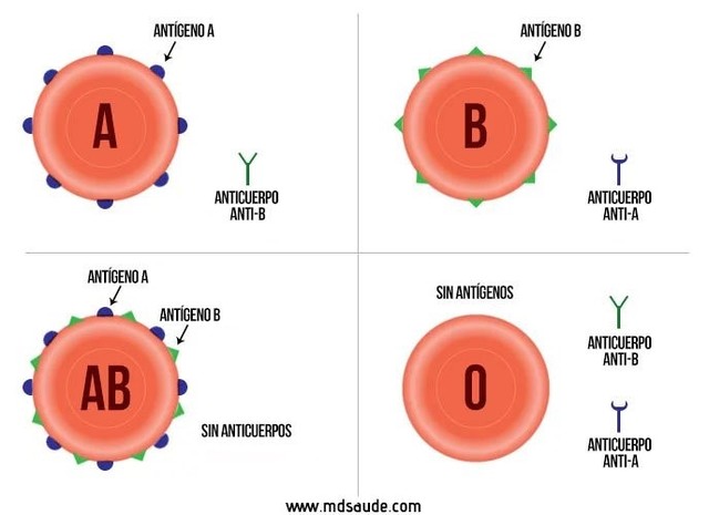 GRUPO SANGUÍNEO ABO