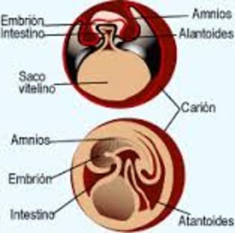 TEORÍA CAPAS GERMINATIVAS
