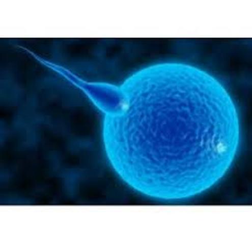 Periodo Germinal Cigotico