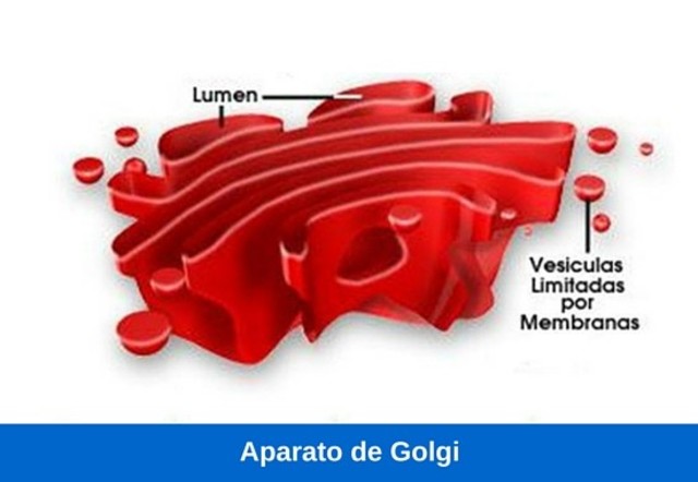 Bartolomeo Camillo Emilio Golgi