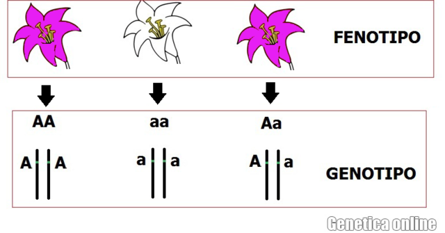 Wilhelm Ludvig Johannsen