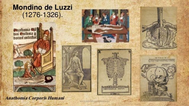 Mondino de Luzzi (1275-1326).