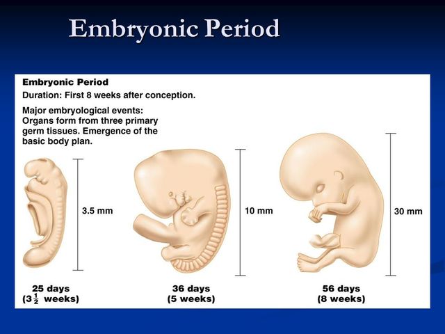 Embryonic Period