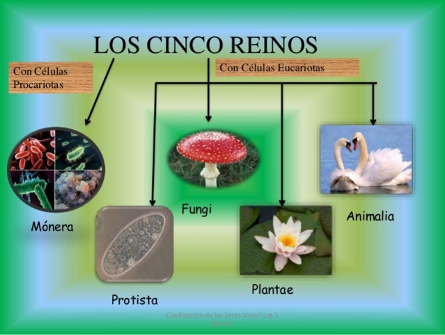 CLASIFICACIÓN DE LOS SERES VIVOS