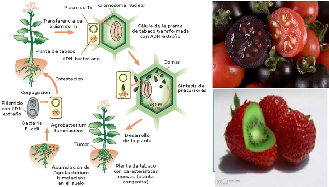 PLANTAS TRANSGÉNICAS