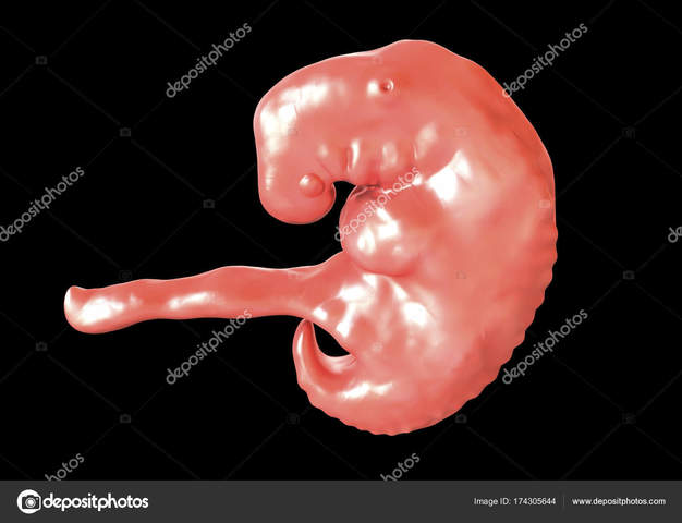 La Anatomía Evolutiva Ontogénica