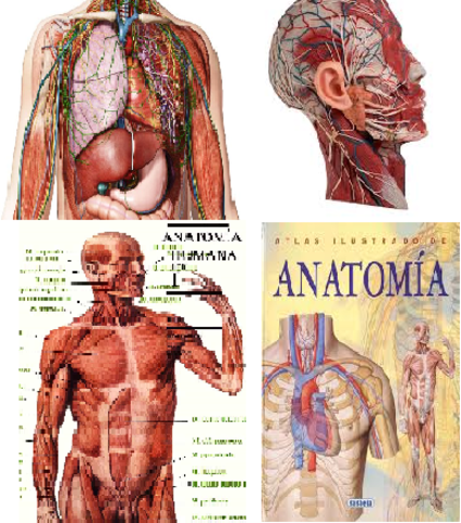 ANATOMIA