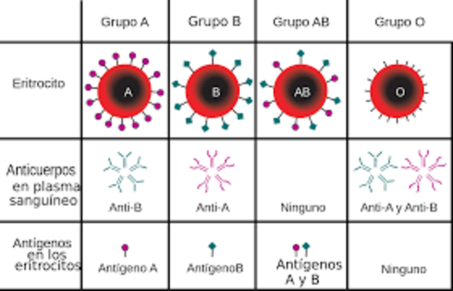 DESCUBRIMIENTO DE LOS GRUPOS SANGUINEOS