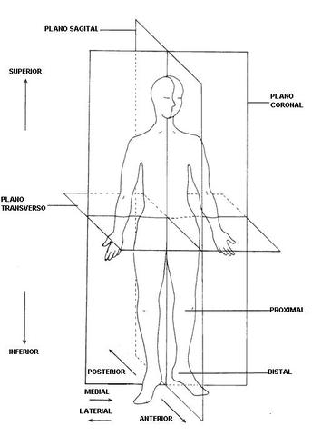 Anatomía Topográfica