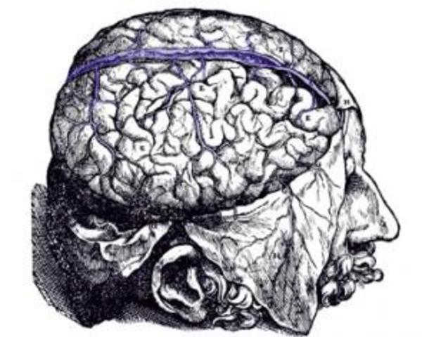 EL PRIMER ANATÓMICO HUMANO