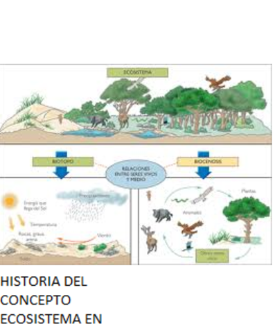 EVOLUCIÓN DEL CONCEPTO