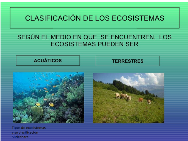 CLASIFICACIÓN DE LOS ECOSISTEMAS