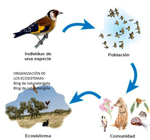 ORGANIZACIÓN DE UN ECOSISTEMA