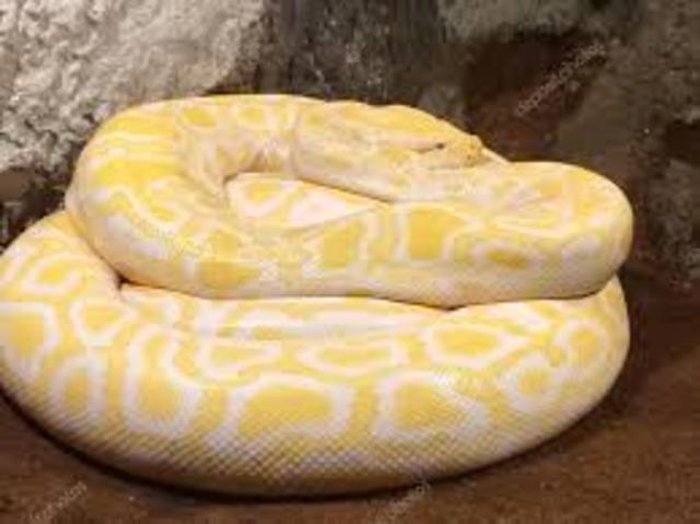 big yellow python