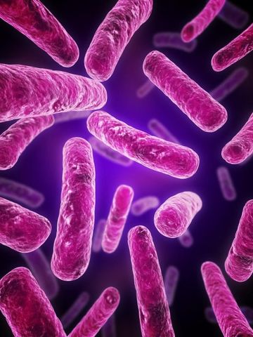 Isolate Bacteria that causes Tuberculosis