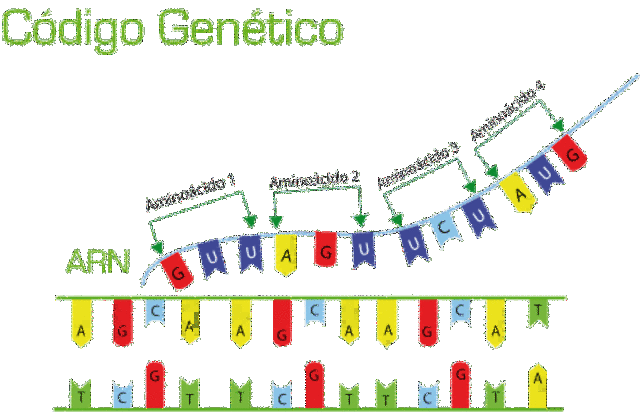 Se descifra el código genético