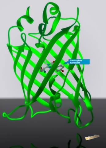 Desarrollo de la proteína verde fluorescente
