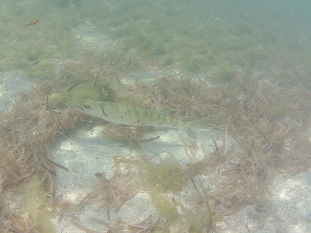 Day 5 - Snorkeling at Chenay Bay