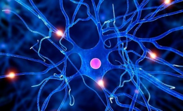 Trabajo sobre células nerviosas