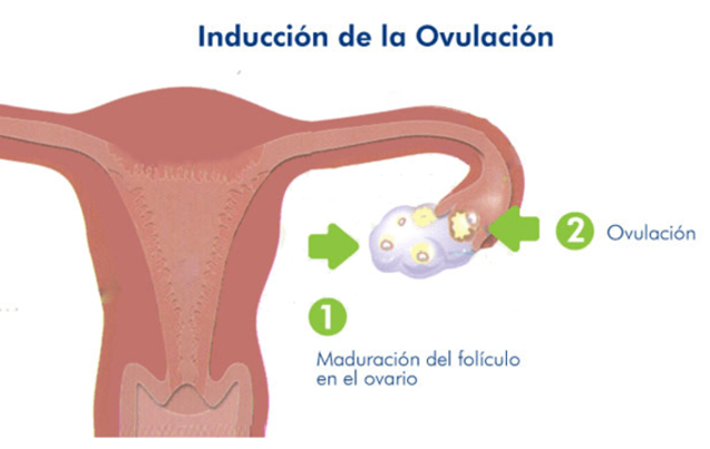 OVULACION